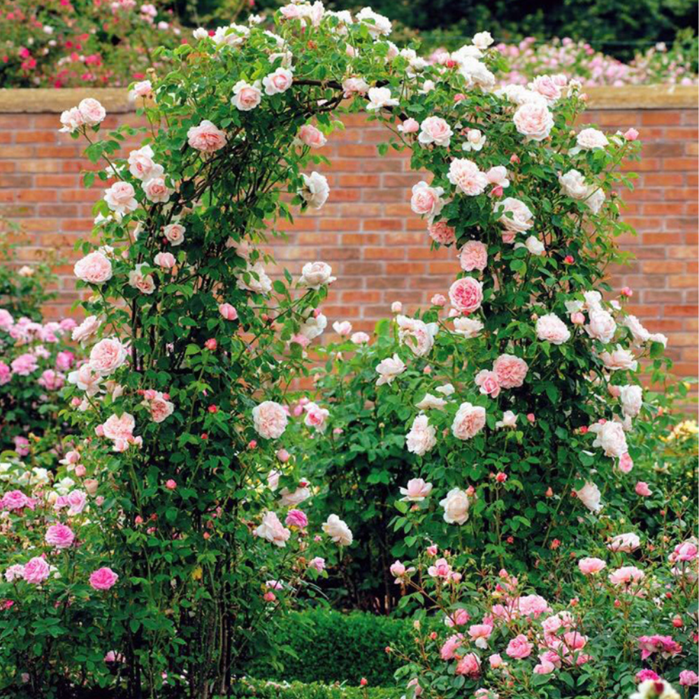 Wedding Garden Arch Arbor Trellis Archway for Climbing Plants Rack_3