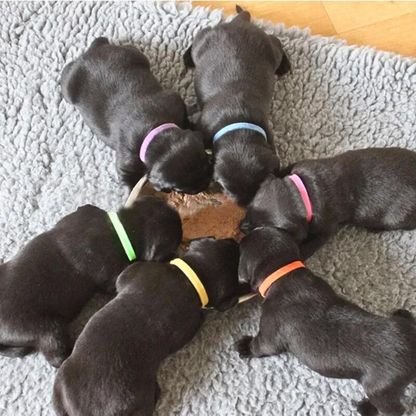 12 Colors Nylon Newborn Puppy Kitten Identification ID Collars_2