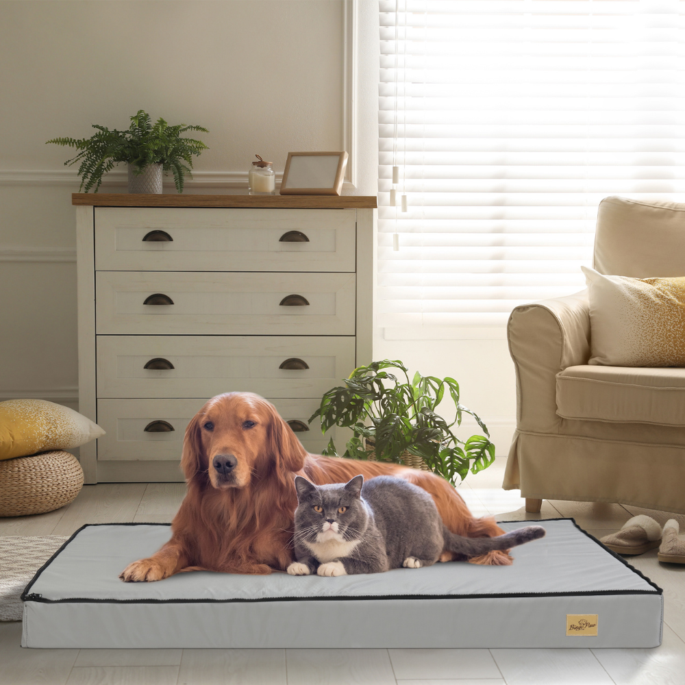 Gray Orthopedic Pet Calming Bed Soft Sponge Foam Base with Removable Cover_1